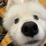 kaga猴猴