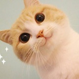 杀生丸大人