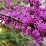🌺