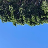 生生树息