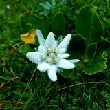 EDELWEISS