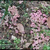 花花