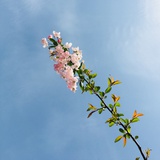 悄吟