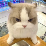 喵喵即正义