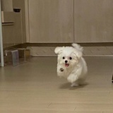 我是桃桃乌龙