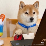 芦苇