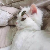 栀子