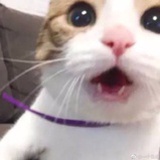 软
