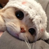 桑代克的🐱