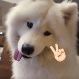 才不吃胡萝卜呢