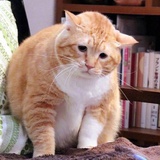 贪吃小猫最好命