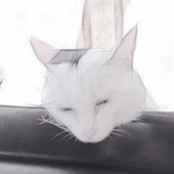 咕噜咕噜是只猫