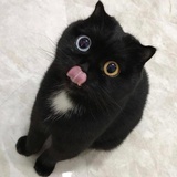 张飞吃包子