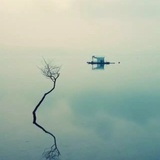 白羽