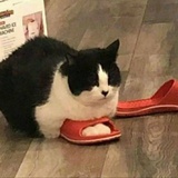 熠奕
