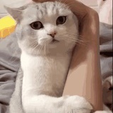 杜冷汀