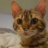 王胖