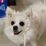 鱼儿