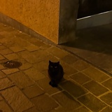 除了我都是猪