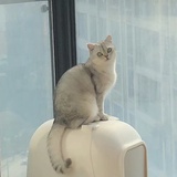 密斯史
