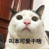 东篱小只