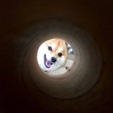 哦呼鸭