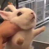 猪宝盒