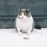 喵。