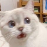 已注销