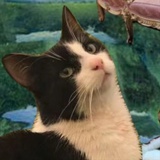 ApkkNoyes