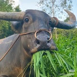 物理之光🐮博士