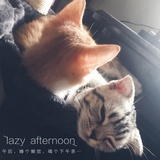 catの树洞