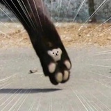 苏季白