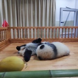 吃个羊。