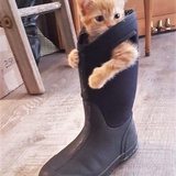 穿切尔西靴的猫