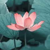 茹小光