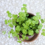 小满