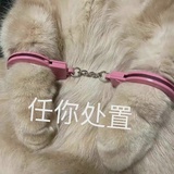 娄女一生黑