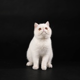 纪梵希是只猫