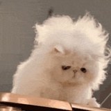 fluffy