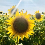 向日葵🌻