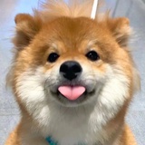 天生舞担