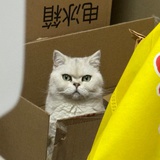 辣椒椒