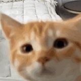 苹果苦瓜