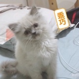 费米子