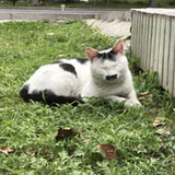 理想乡的废猫