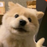 小面包