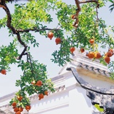 手可摘棉花