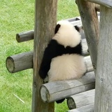 🐼