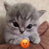≽^⎚˕⎚^≼